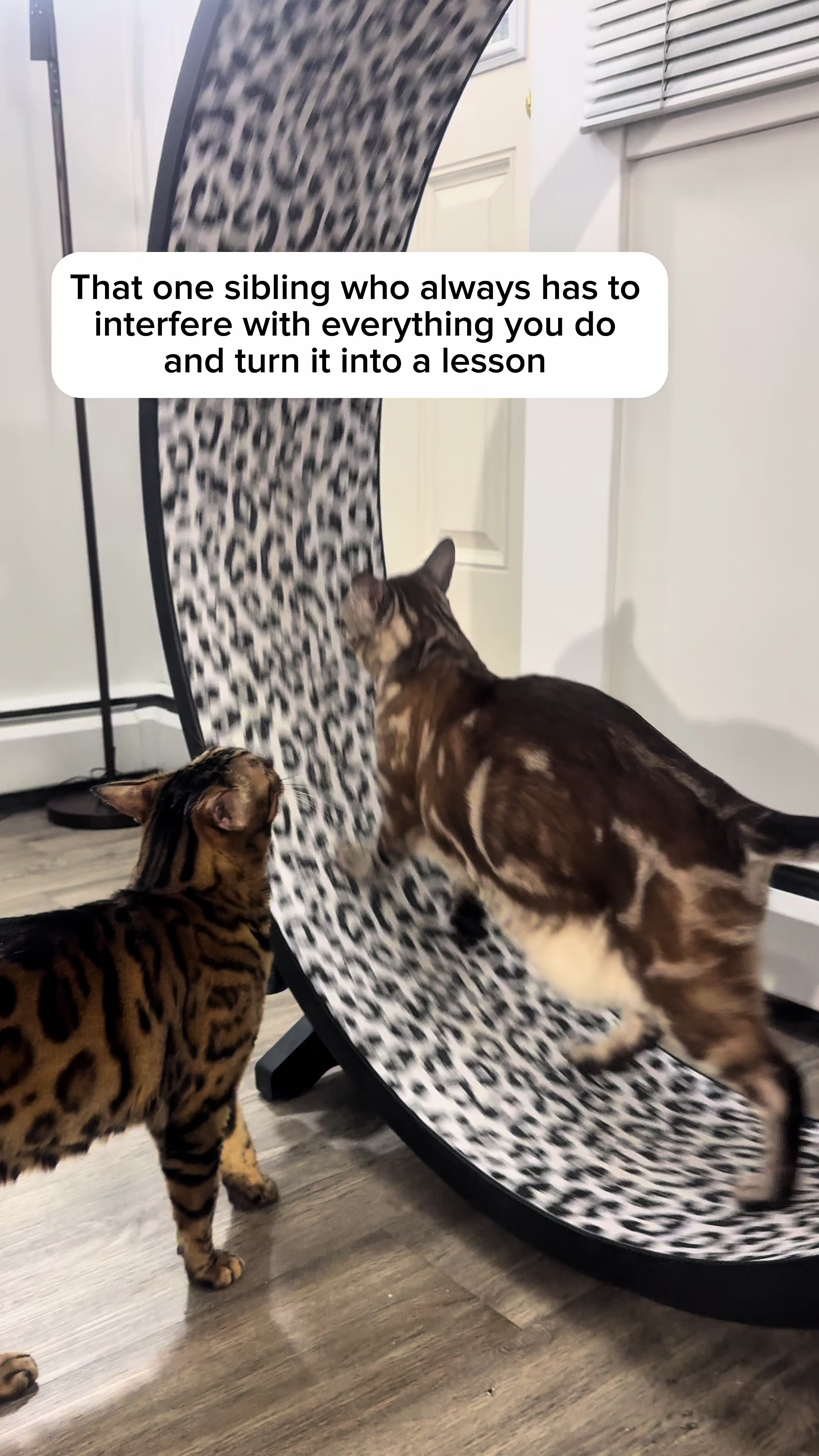 @Three Nawty Cats