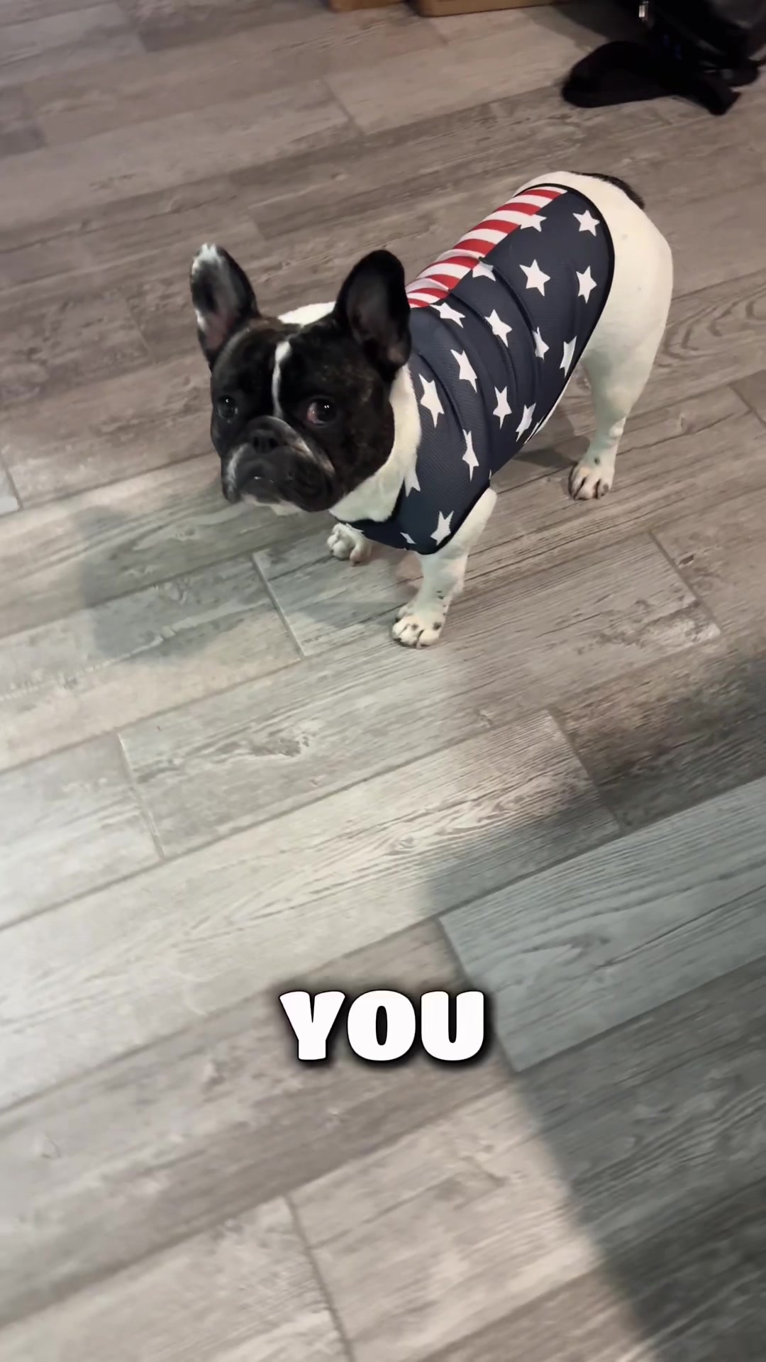@Luna the Frenchie & Friends