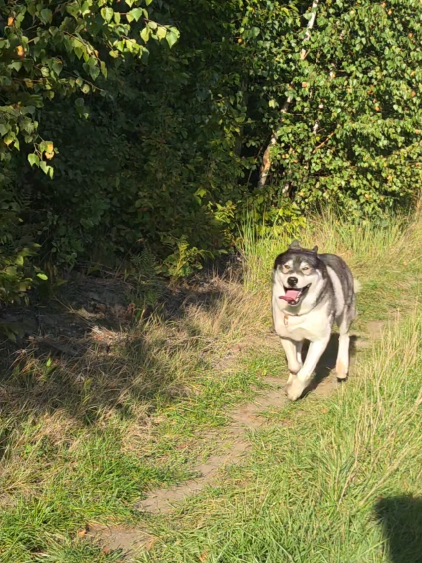 @husky.ananaski