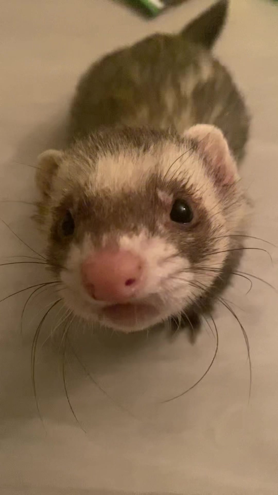 @FerretFiesta