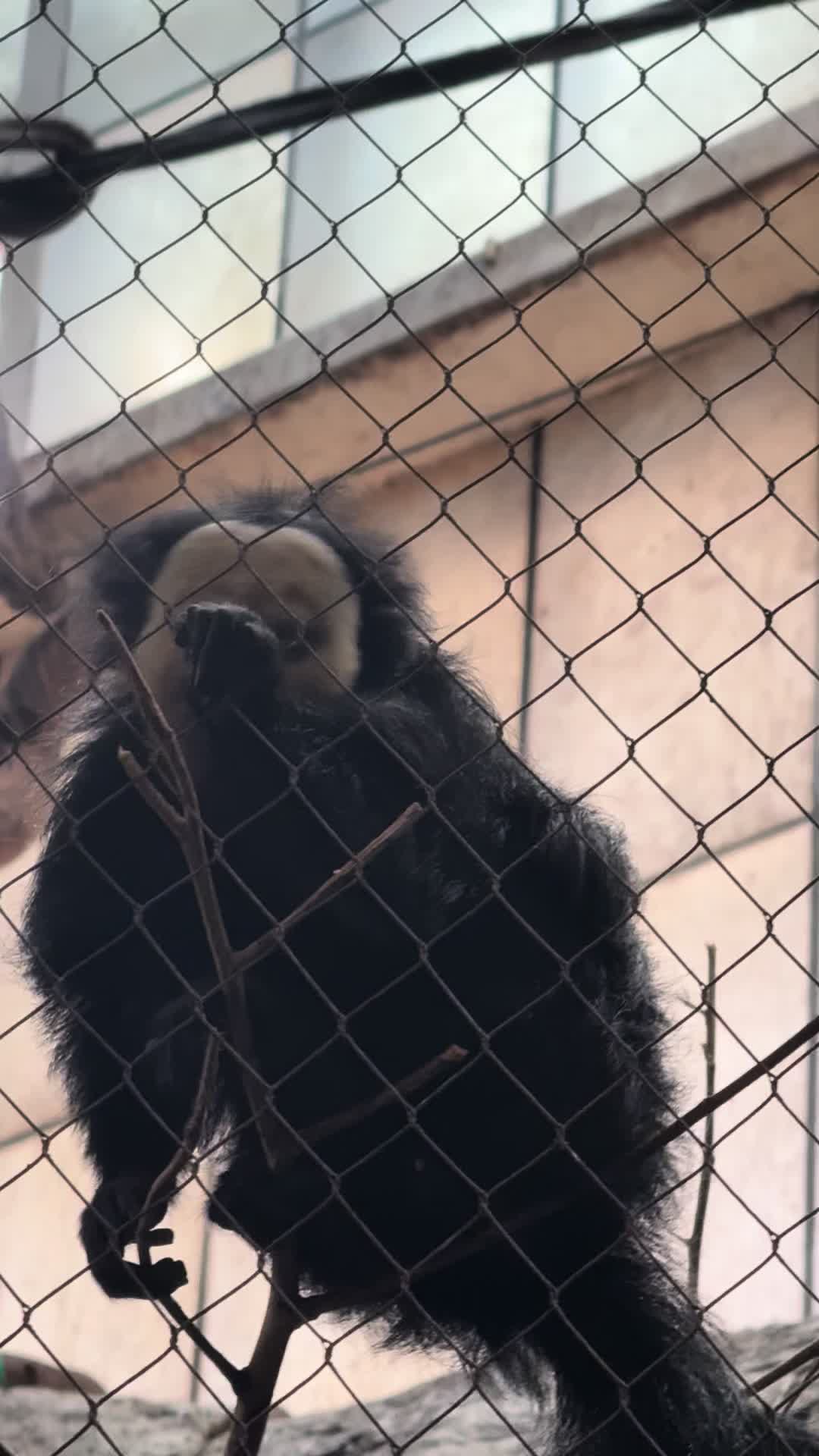 @Noblemonkey🔭🦜