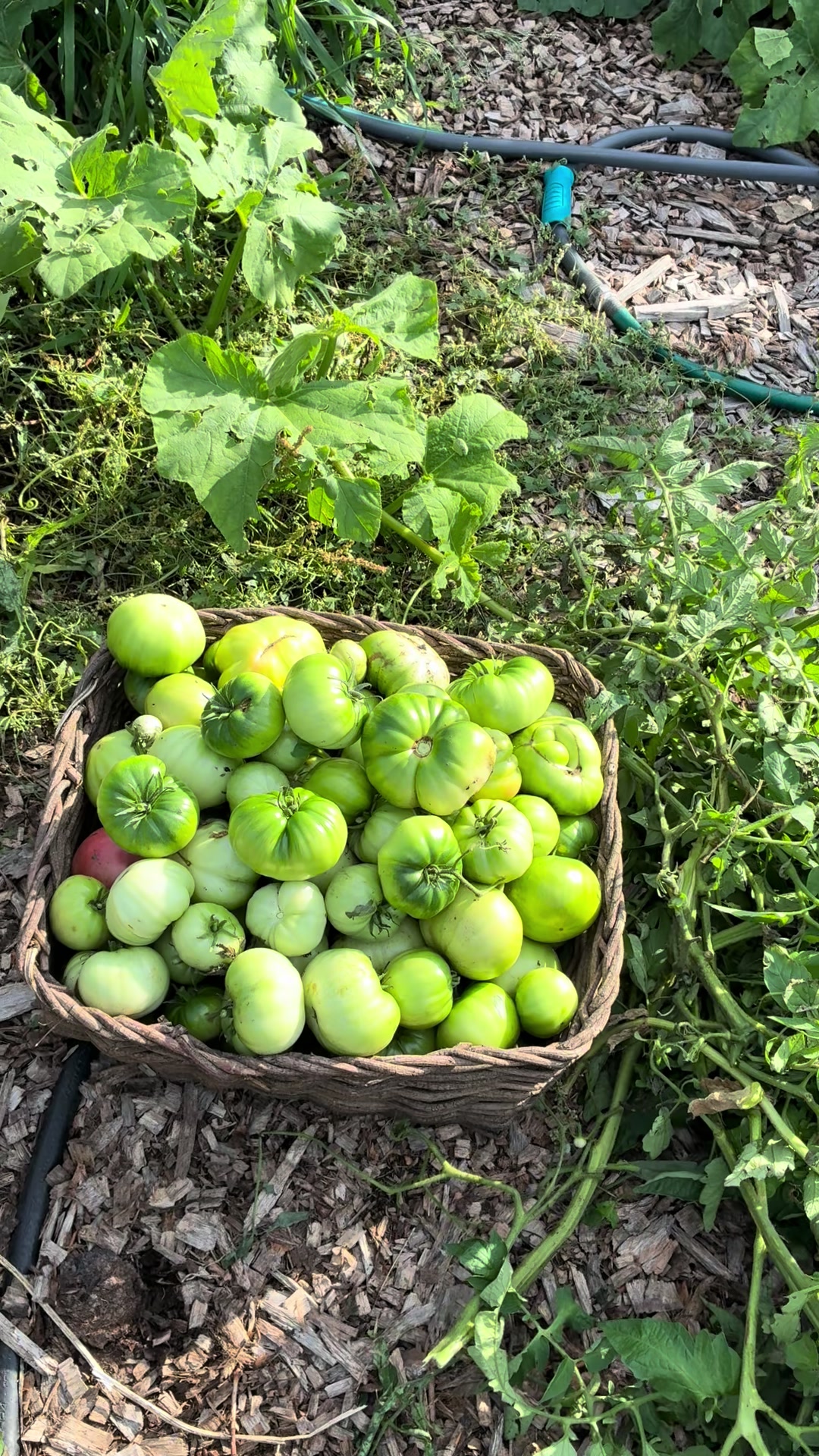 @mybonnyfarms