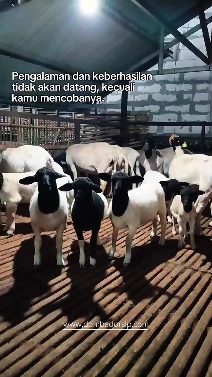 @Kambing Burja Official
