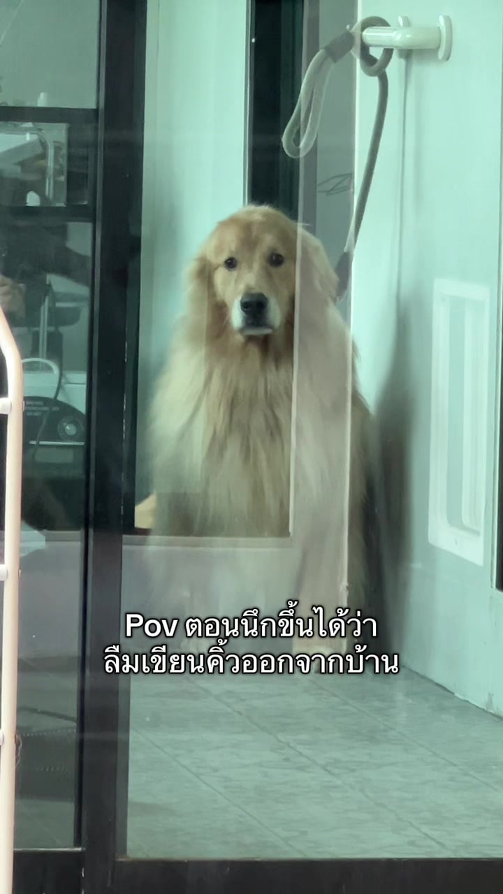 @ตินติน โกเด้นตาเหล๋