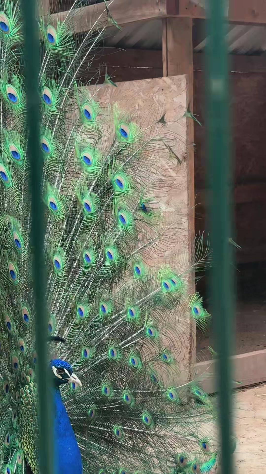 @alinabalan46