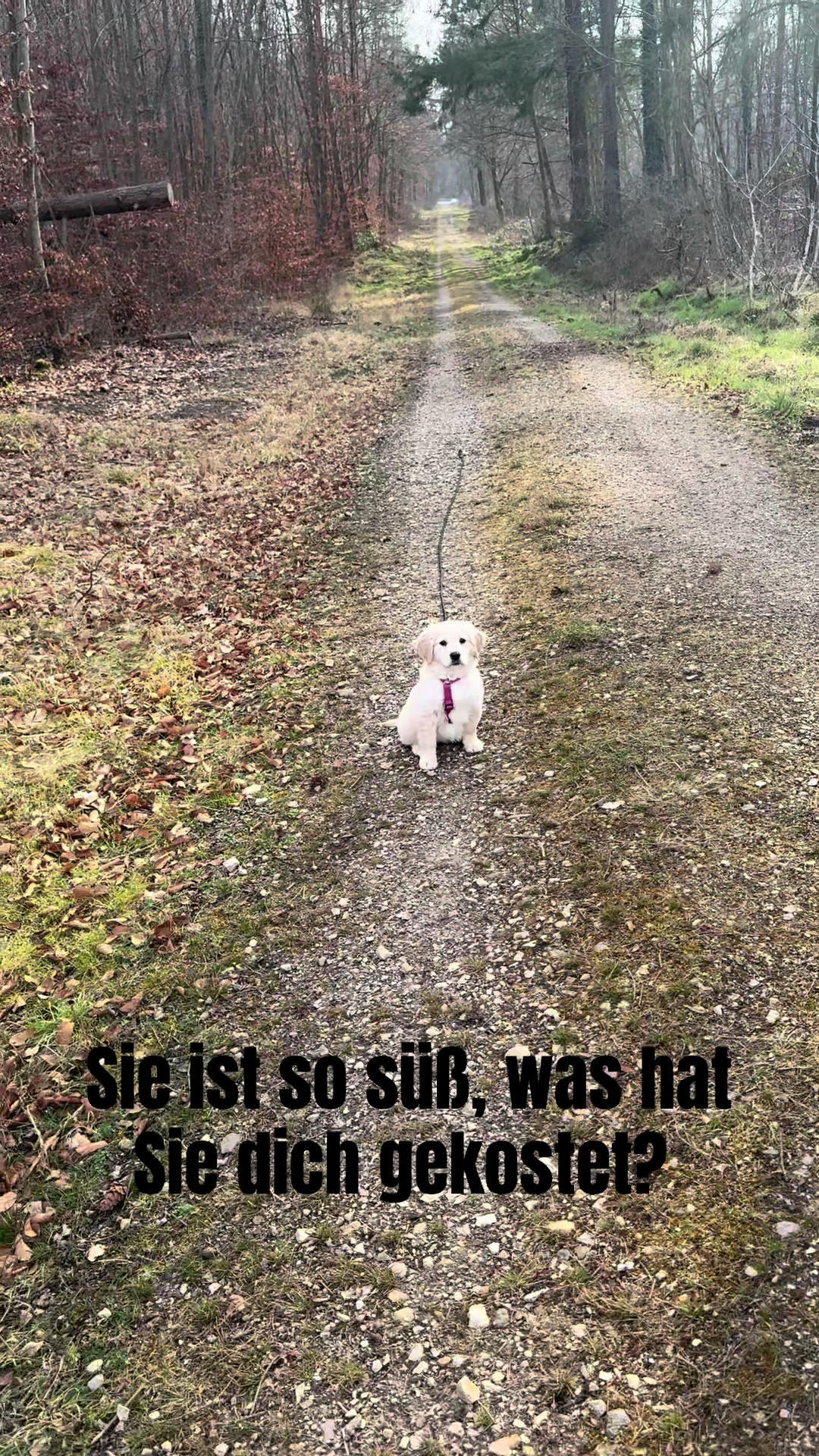 @The_Golden_Shila