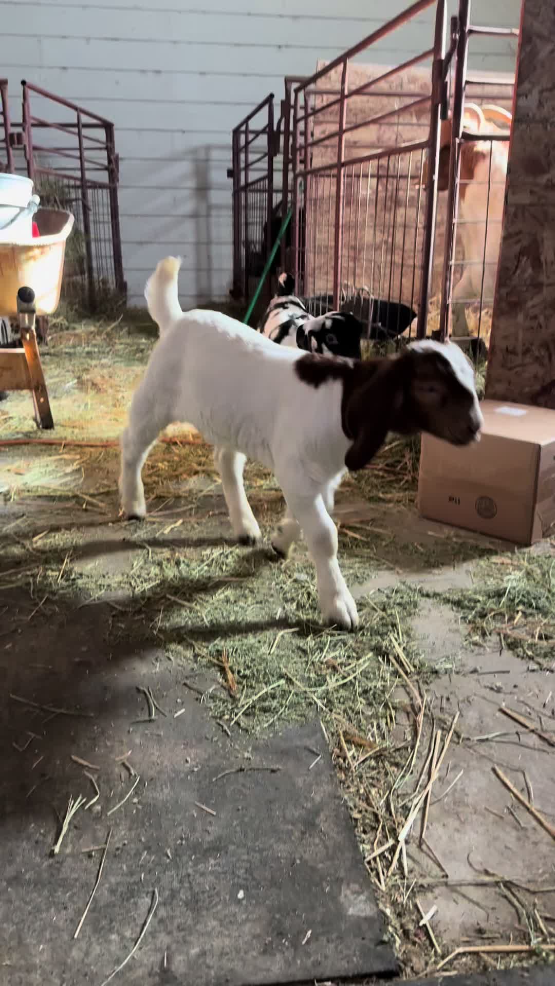 @Riverraisedboergoats