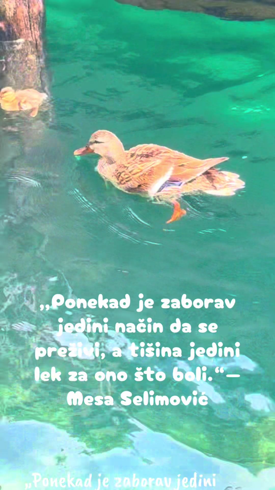 @Bosanka 🇧🇦🇩🇪