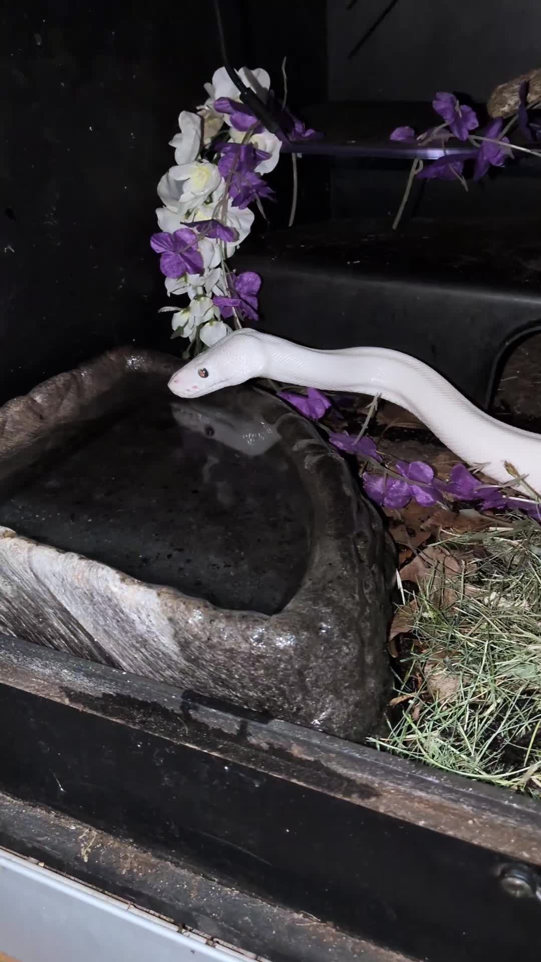 @SnekDice