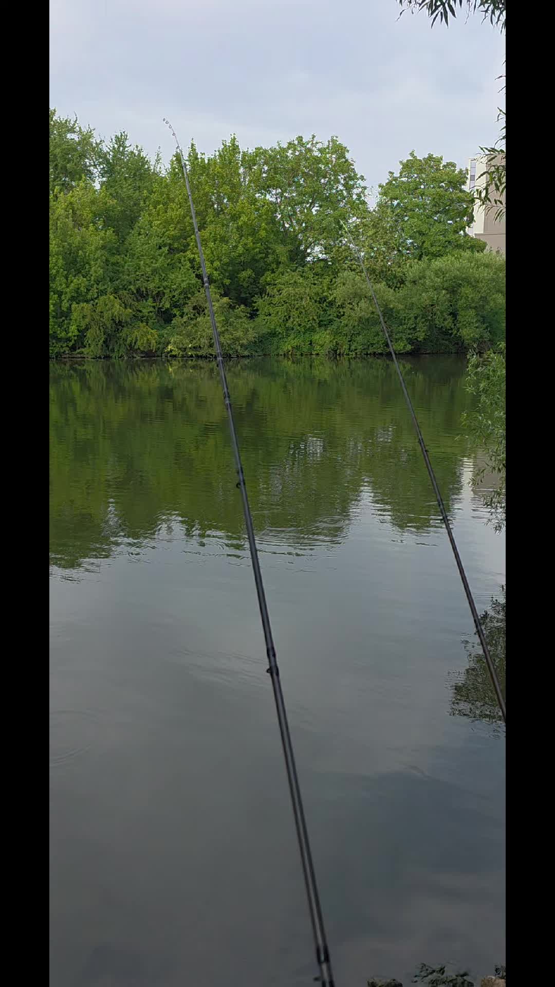 @🇷🇴Juncu🇩🇪🎣Pescar peNeckar