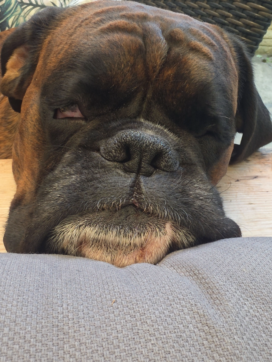 @Clive The Boxer Dog