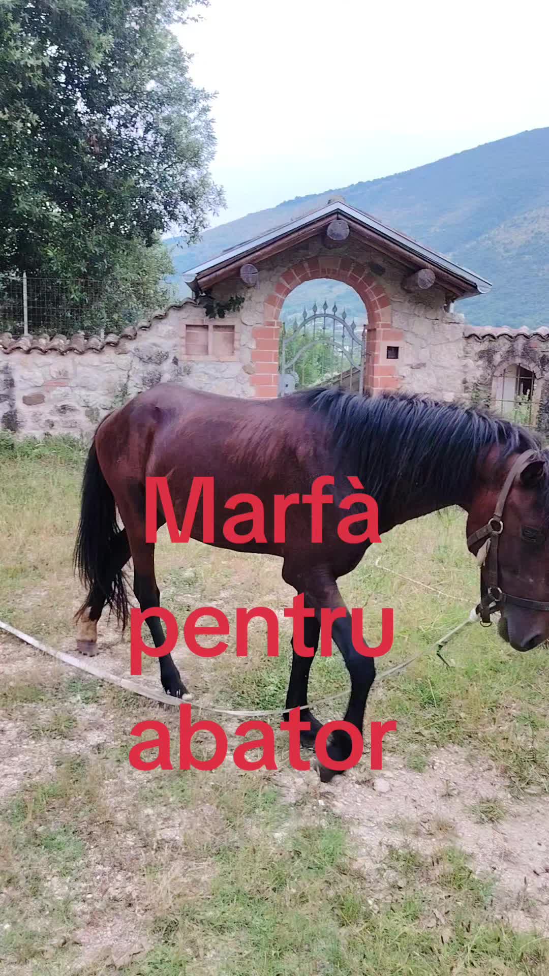 @Olaru Alex