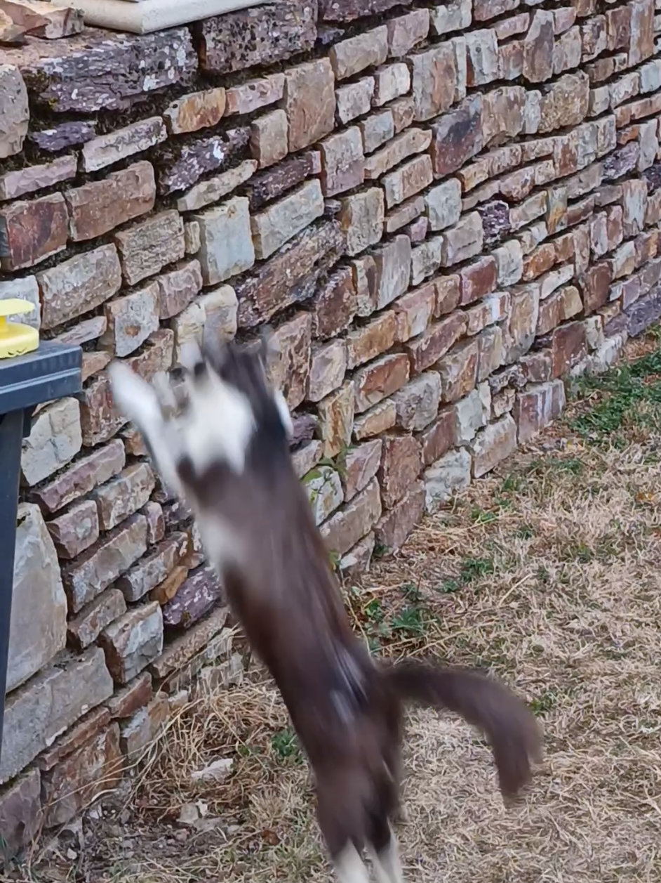 @Transcend'Horse 🐴 Luna'Cat 🐱