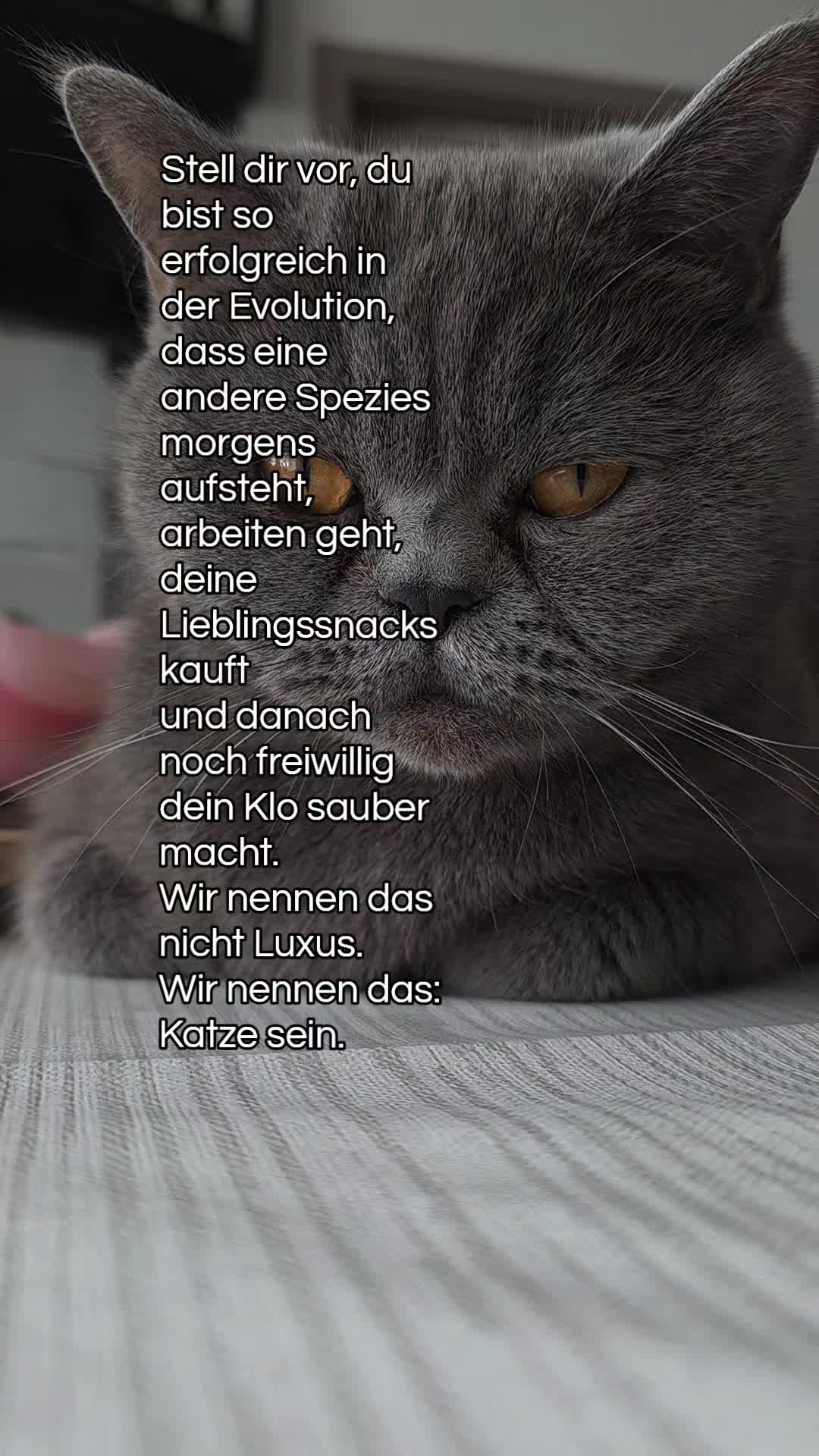 @Rodriguez & Cats ๐๐พ