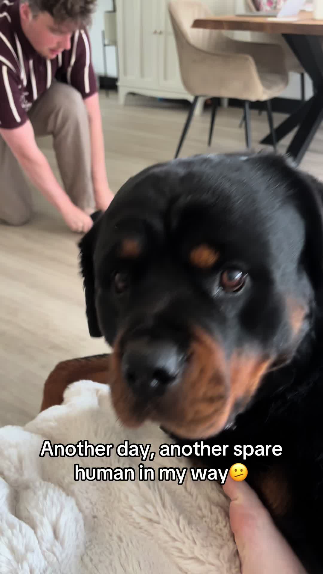 @Dyce de rottweiler