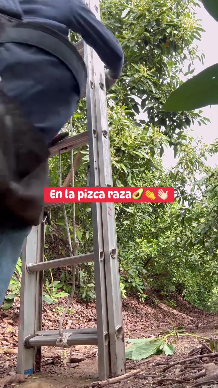 @Elo Santana 🥑🍊🍋