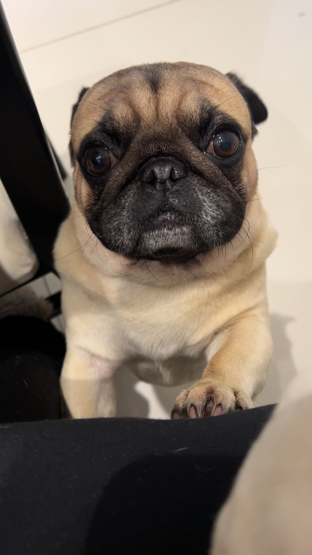 @pugSofyHarry