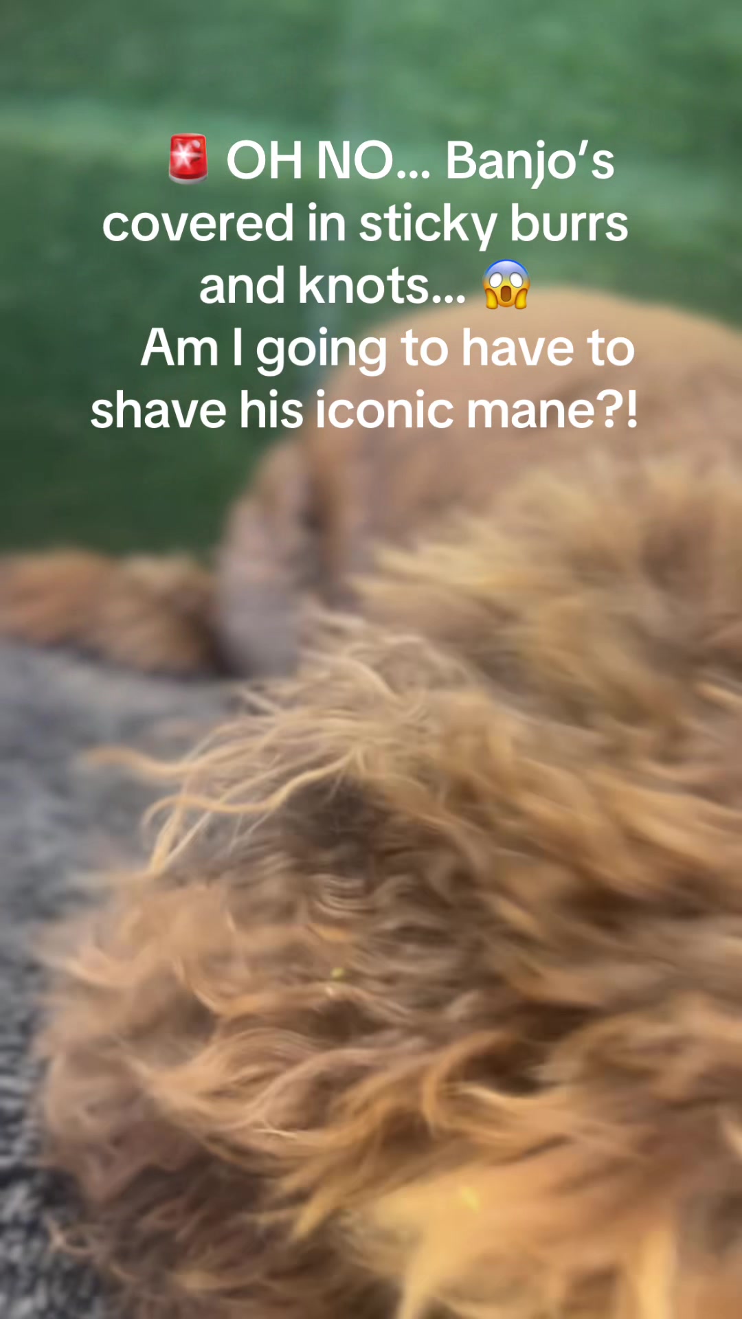 @DevenickDogs
