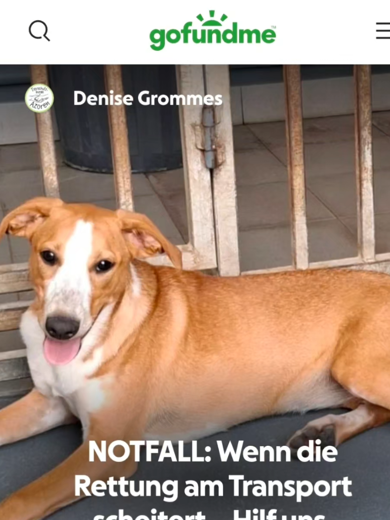 @Tierschutzhunde-Azoren