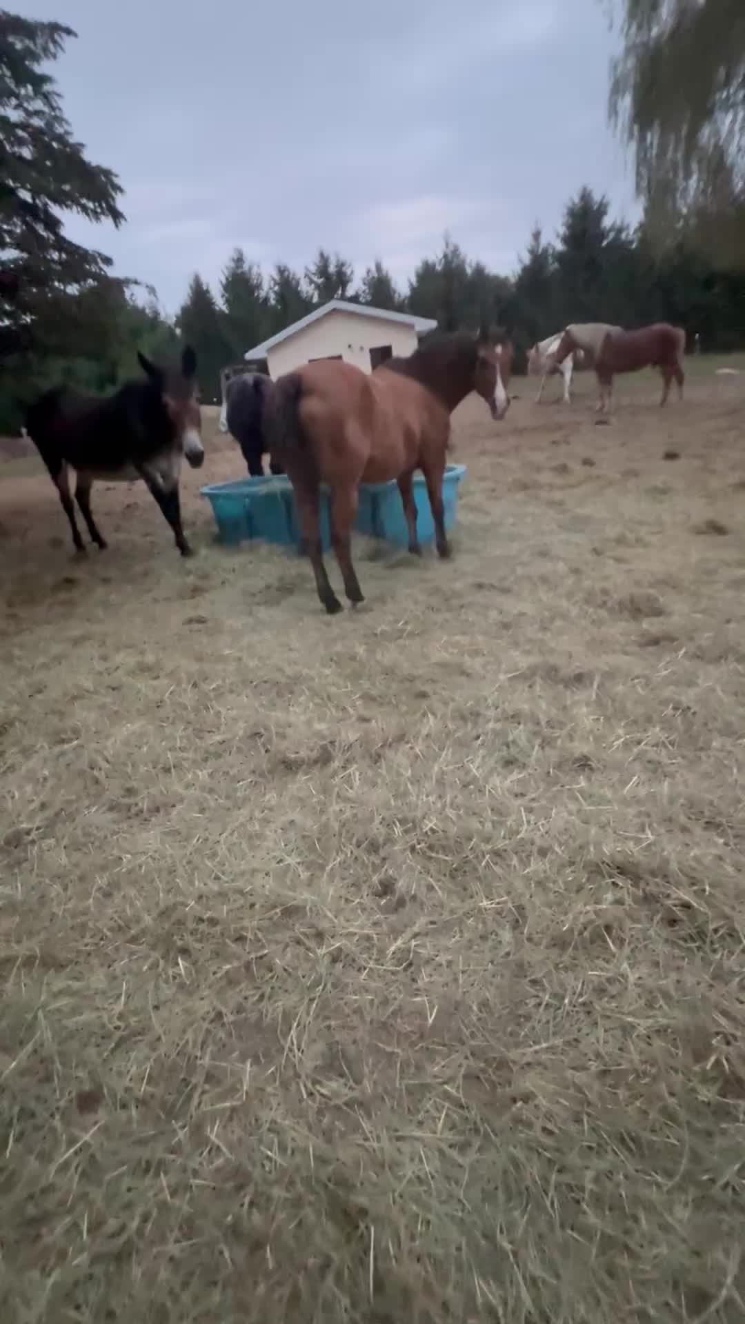 @Safe Place Pastures, Inc.