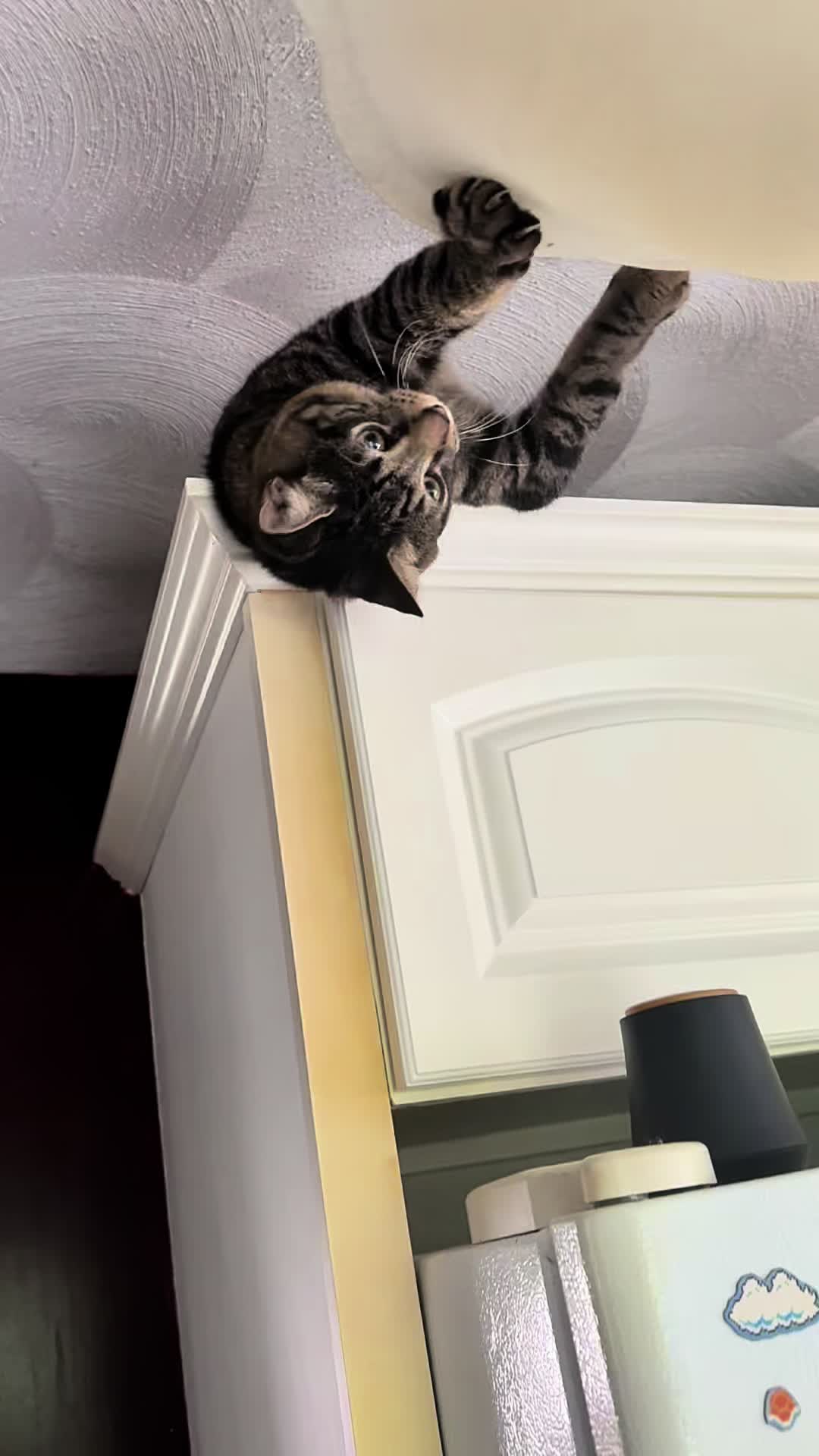 @TailsandWhiskersCo