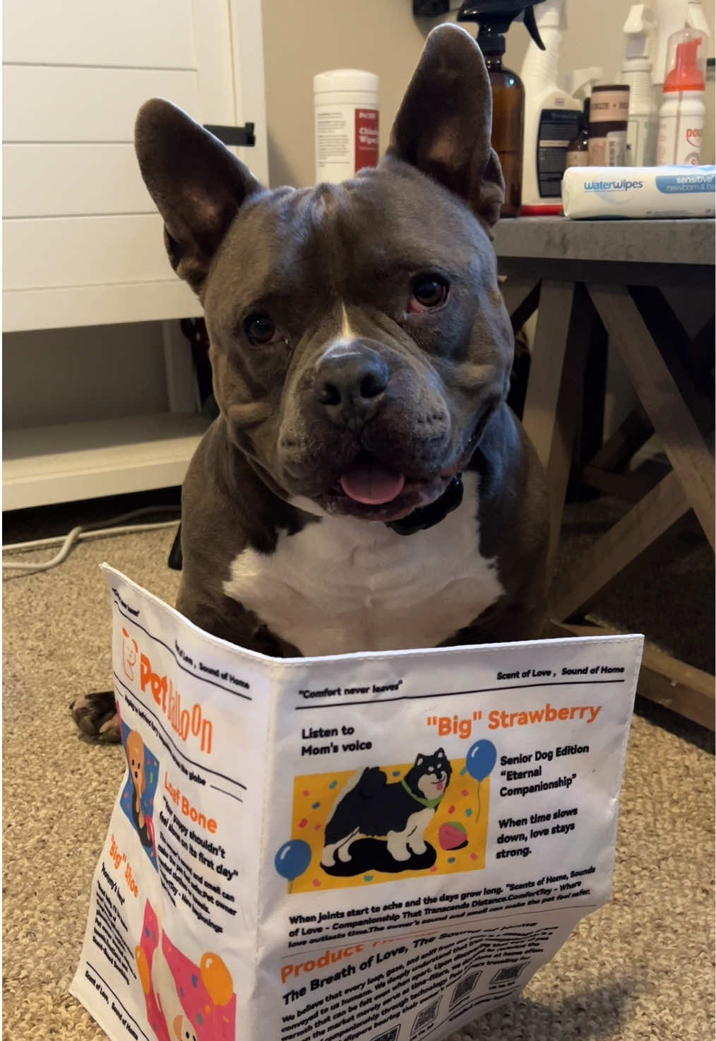 @Gunner | Pocket Bully