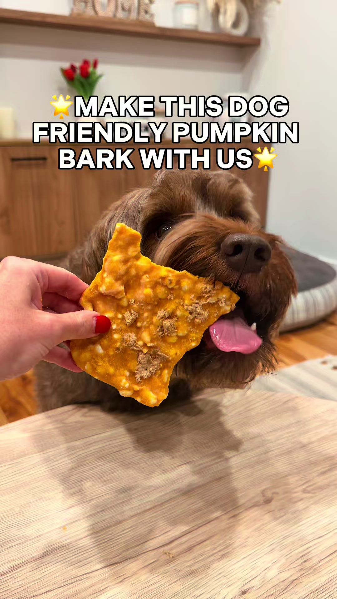 @Dogs Made Simple