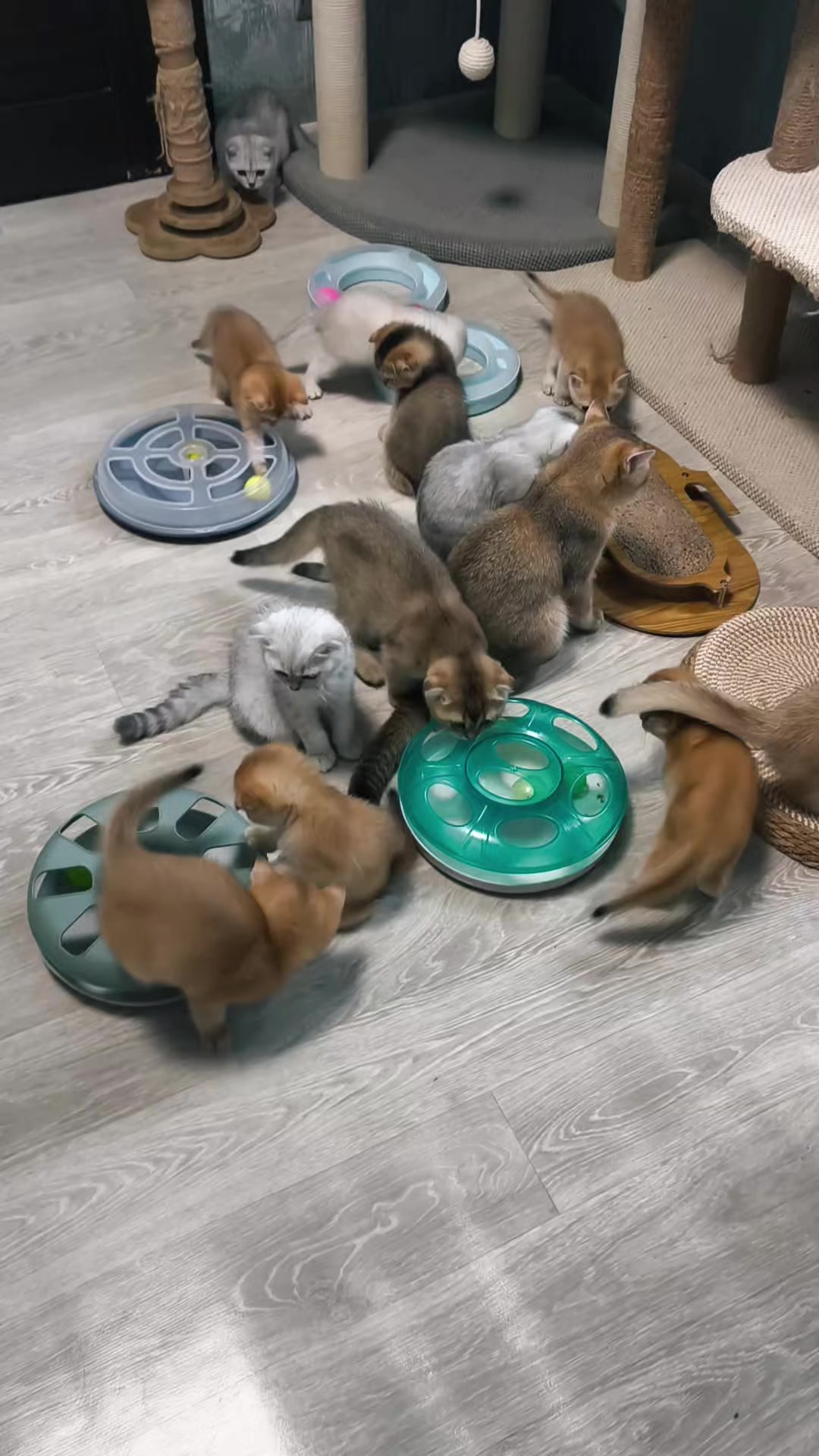 @Кошенята шотландські 😻