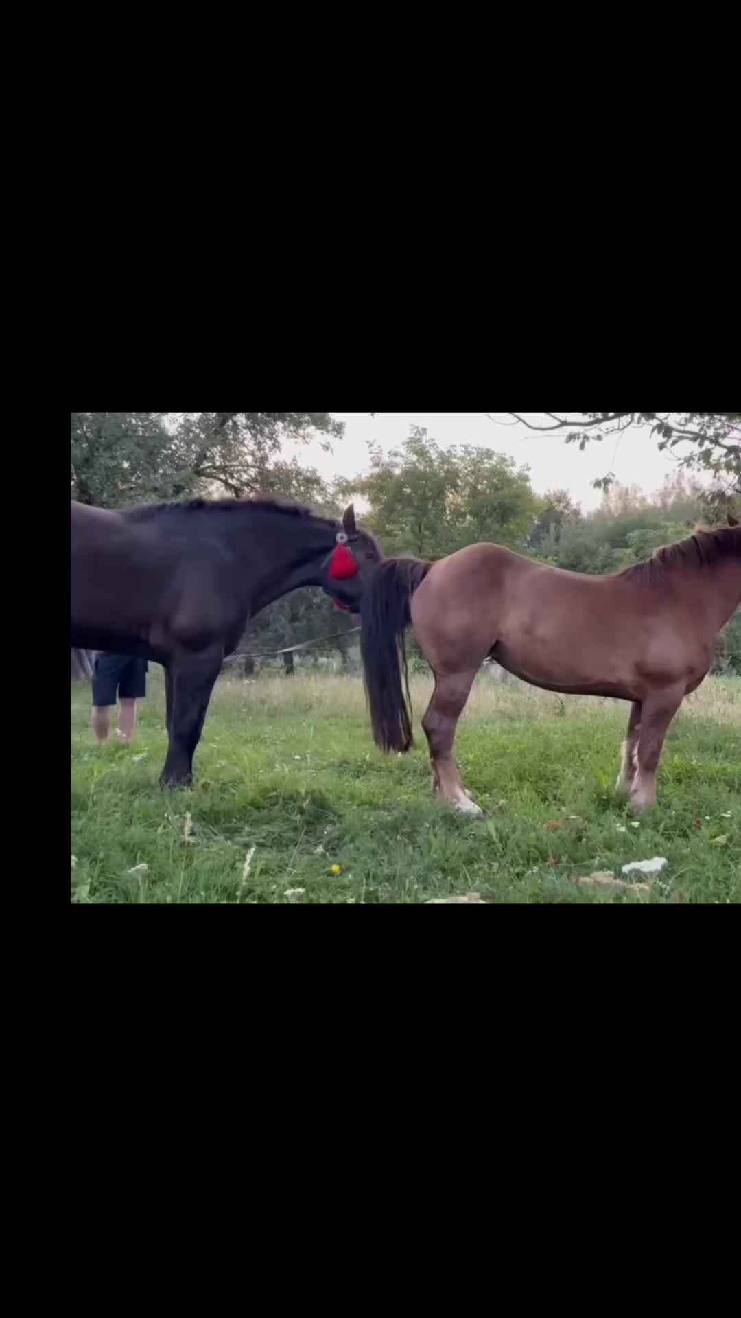 @viralvideo