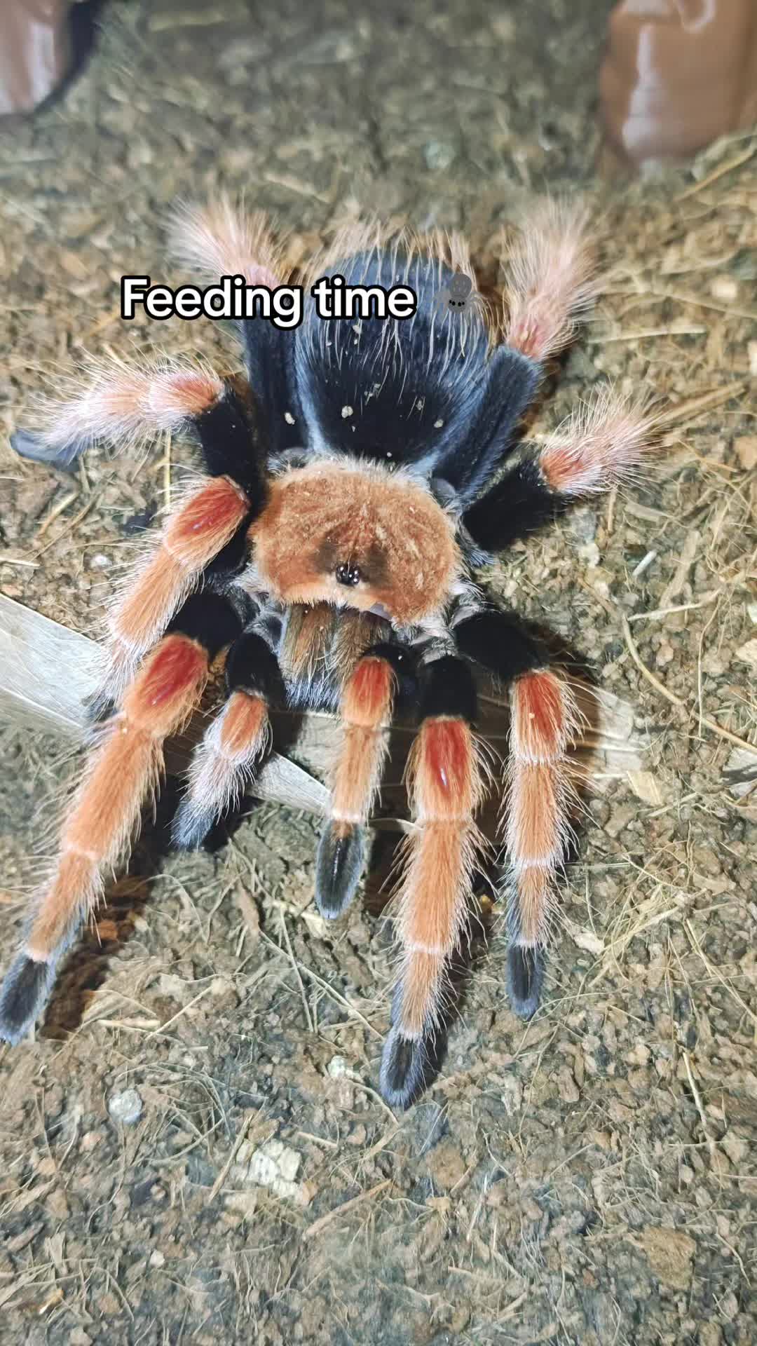 @Magdalena® 🕷️🐍🦂🪴