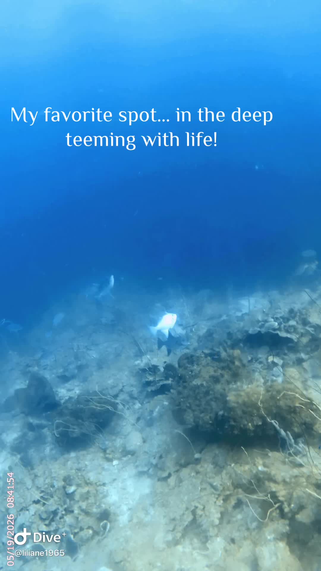 @Divestories Curacao    +Follow