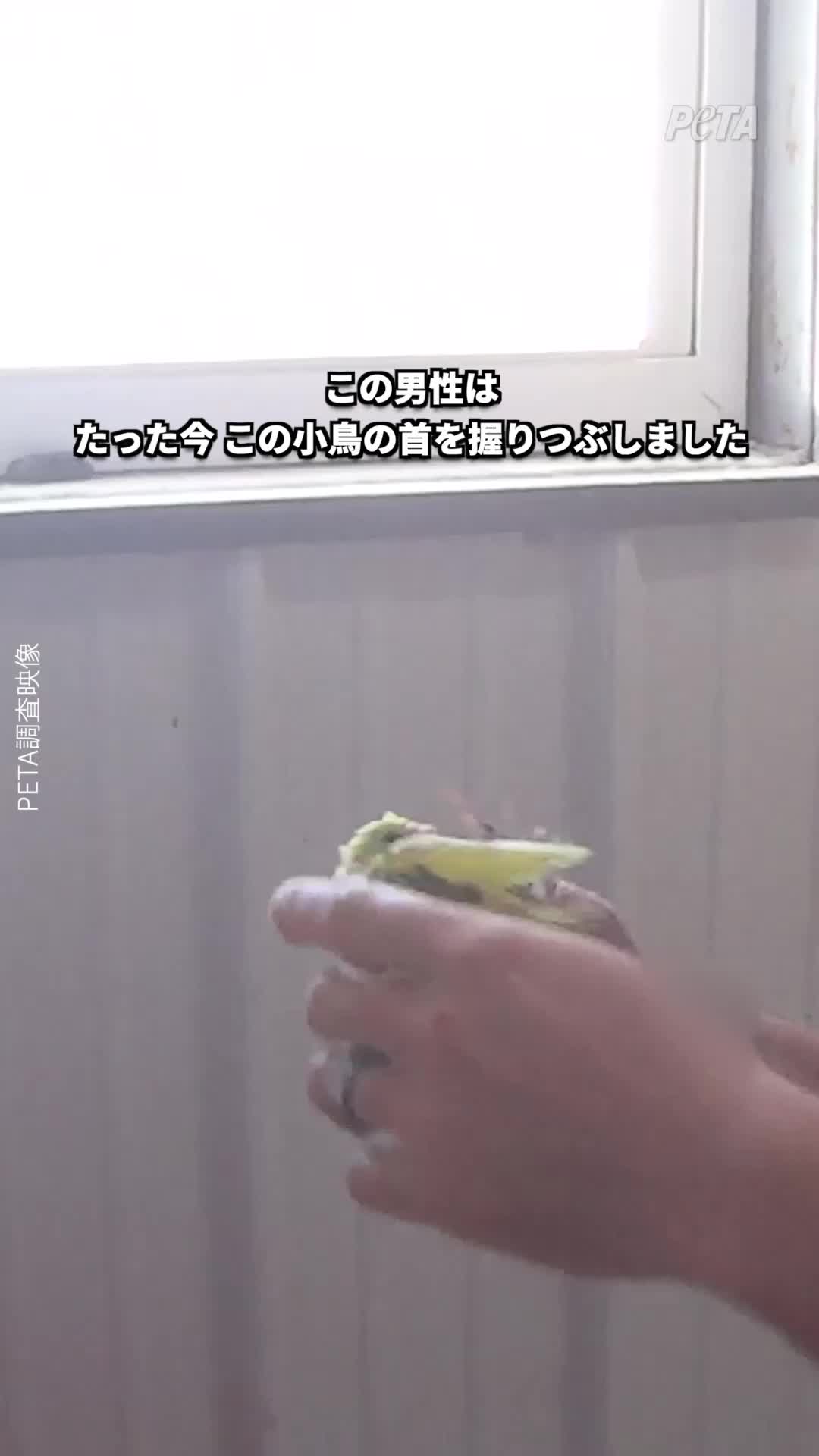 @PETAアジア 動物の倫理的扱いを求める人々の会 JAPAN