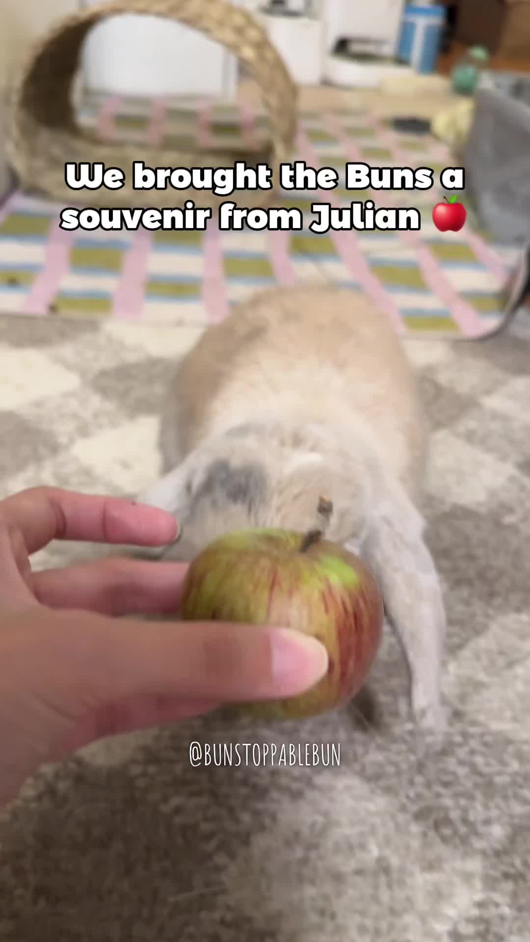@BunBun, Mochi🌈, Chewy