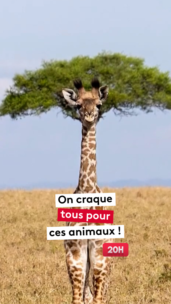 @le20hfrancetelevisions