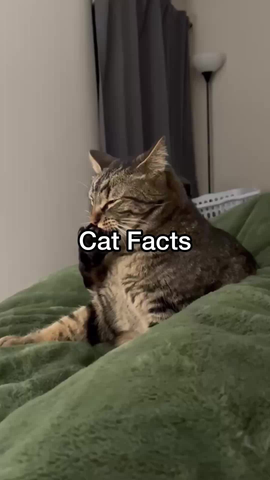 @Chip The Manx