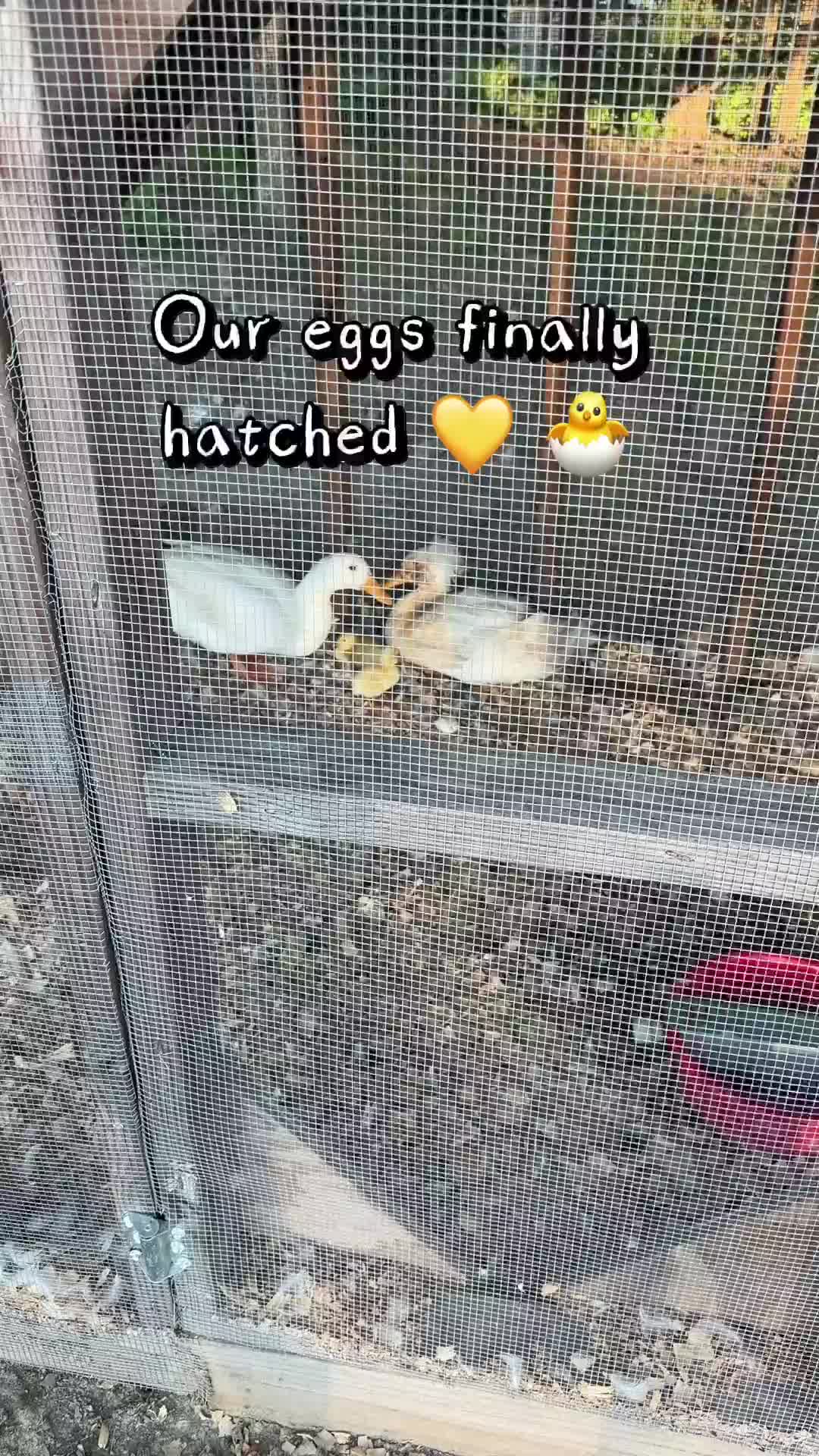@Our Simple Homestead