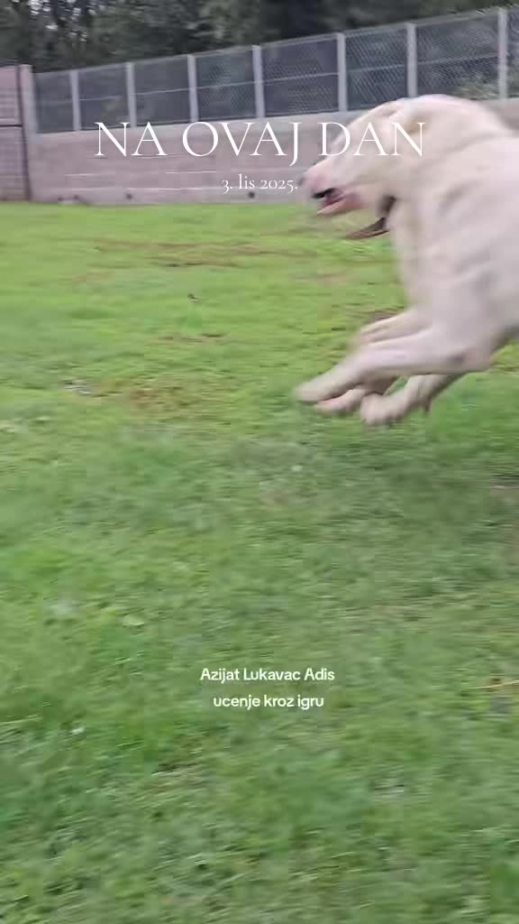 @Alabai Dogs Adis