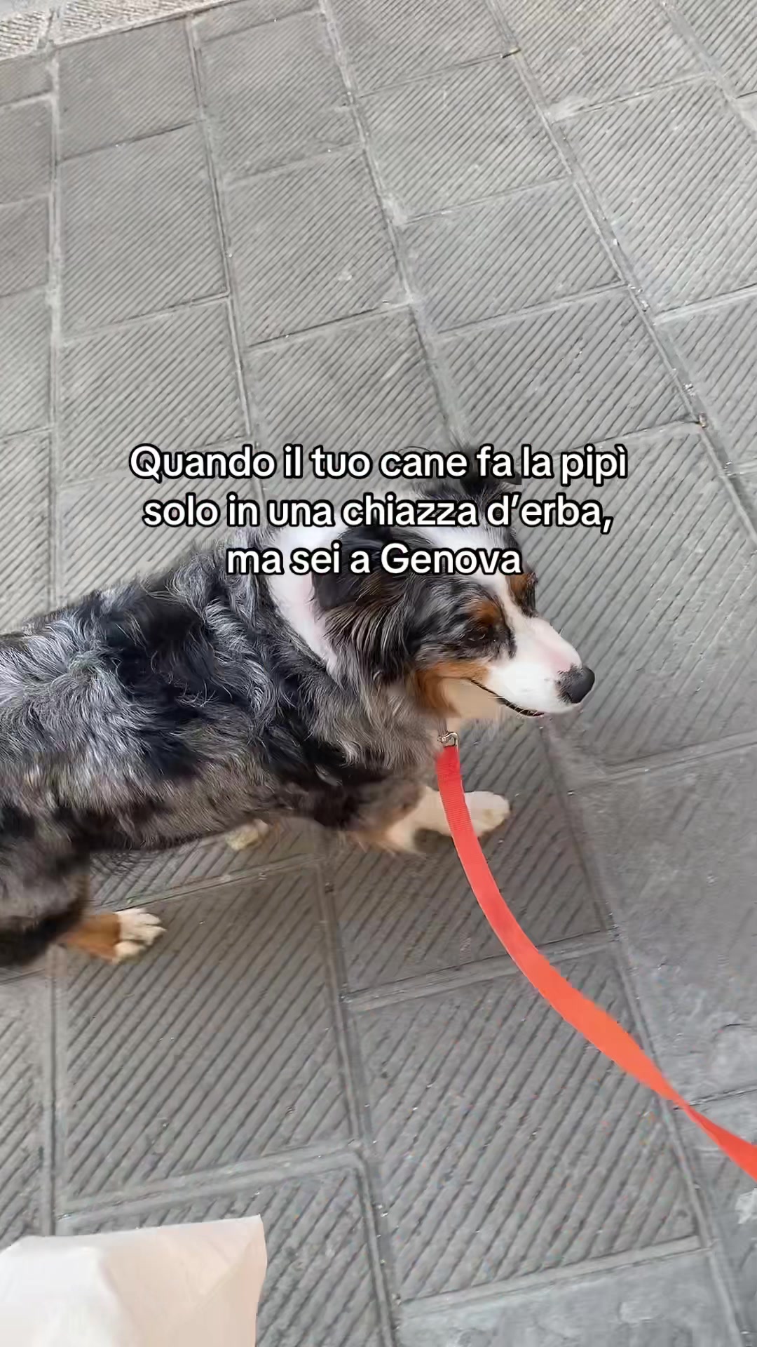 @Elena e Laika