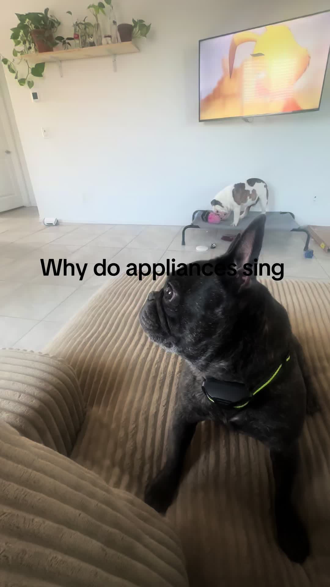 @Coco’s Paws