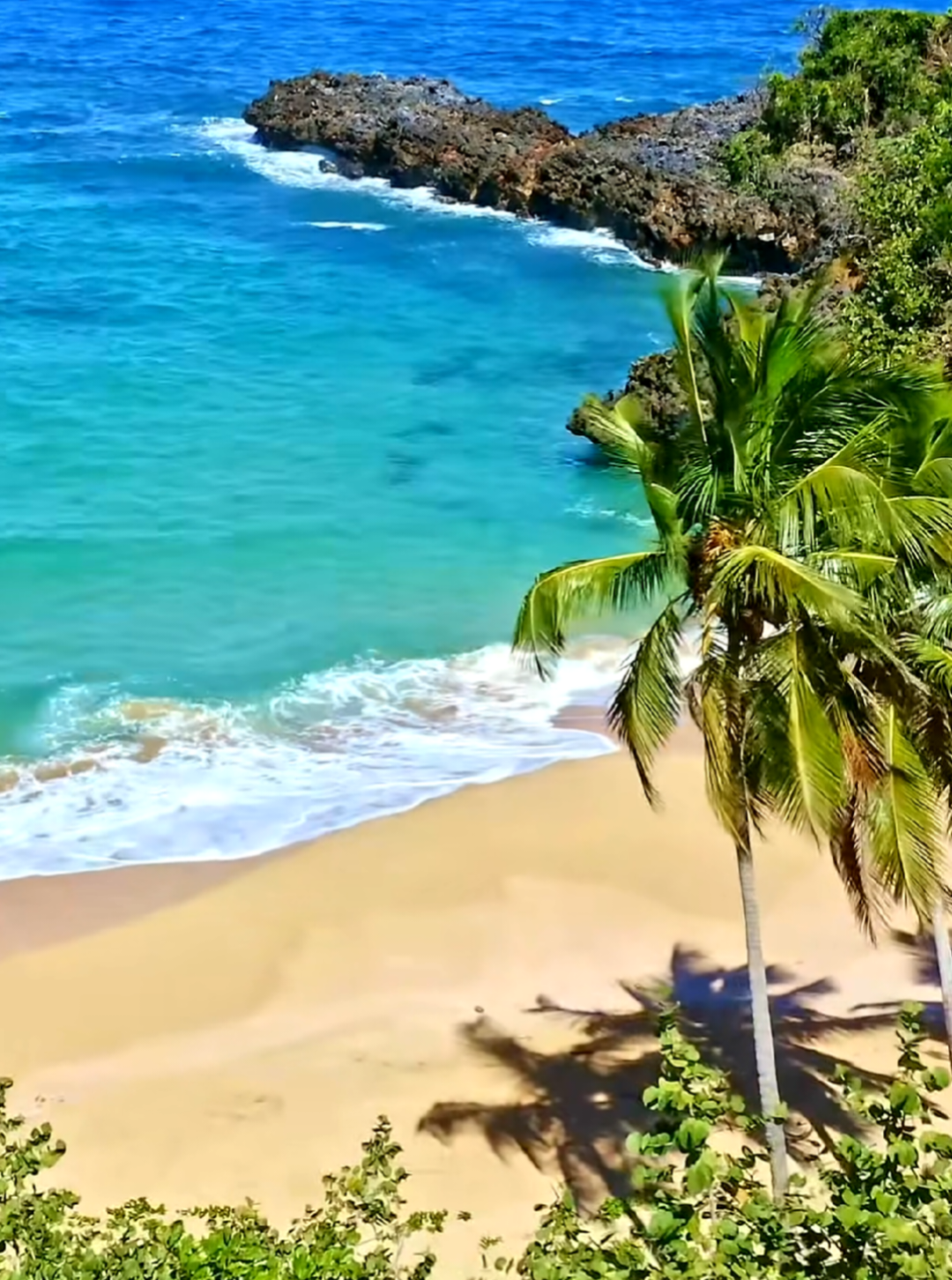 @🏝 Aline 🌺 Peinture tropicale