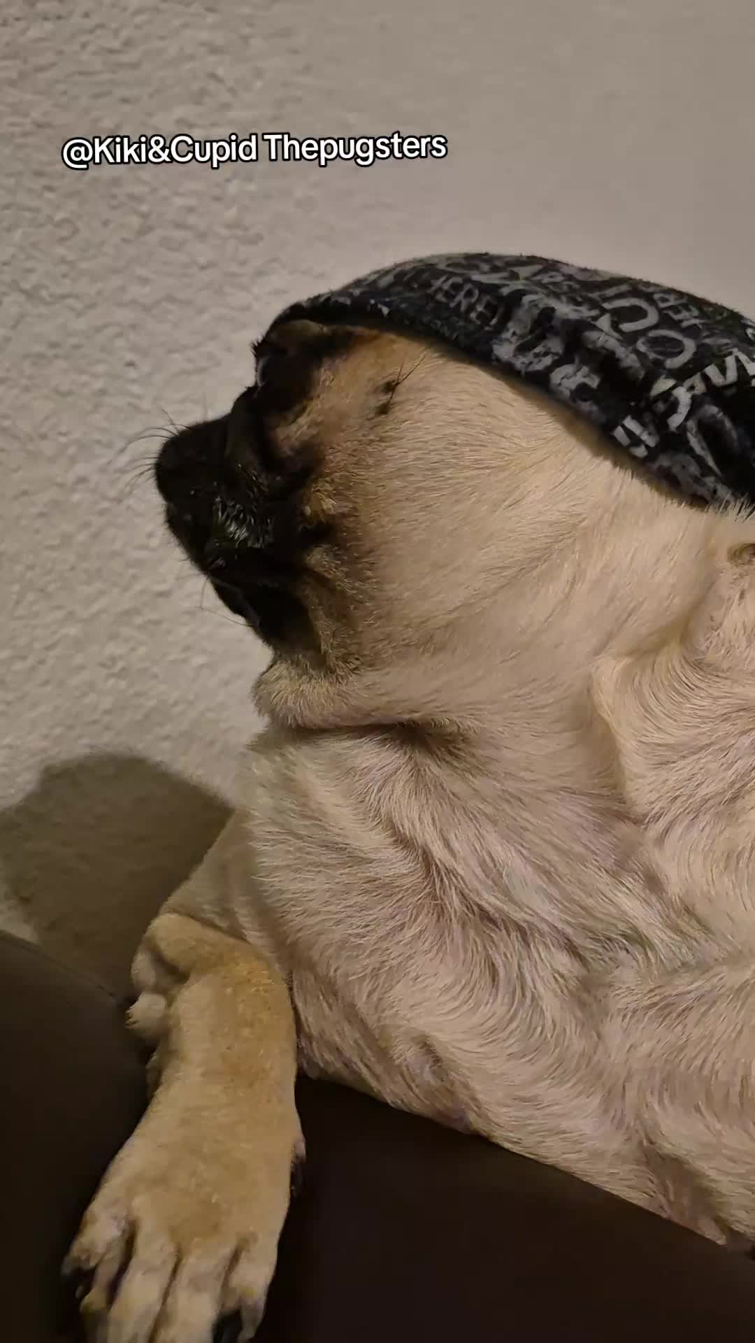 @Kiki&Cupid Thepugster