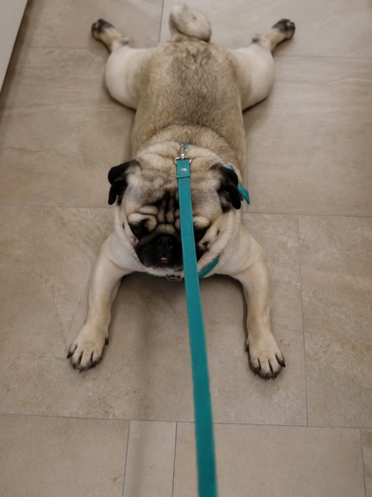 @Pug