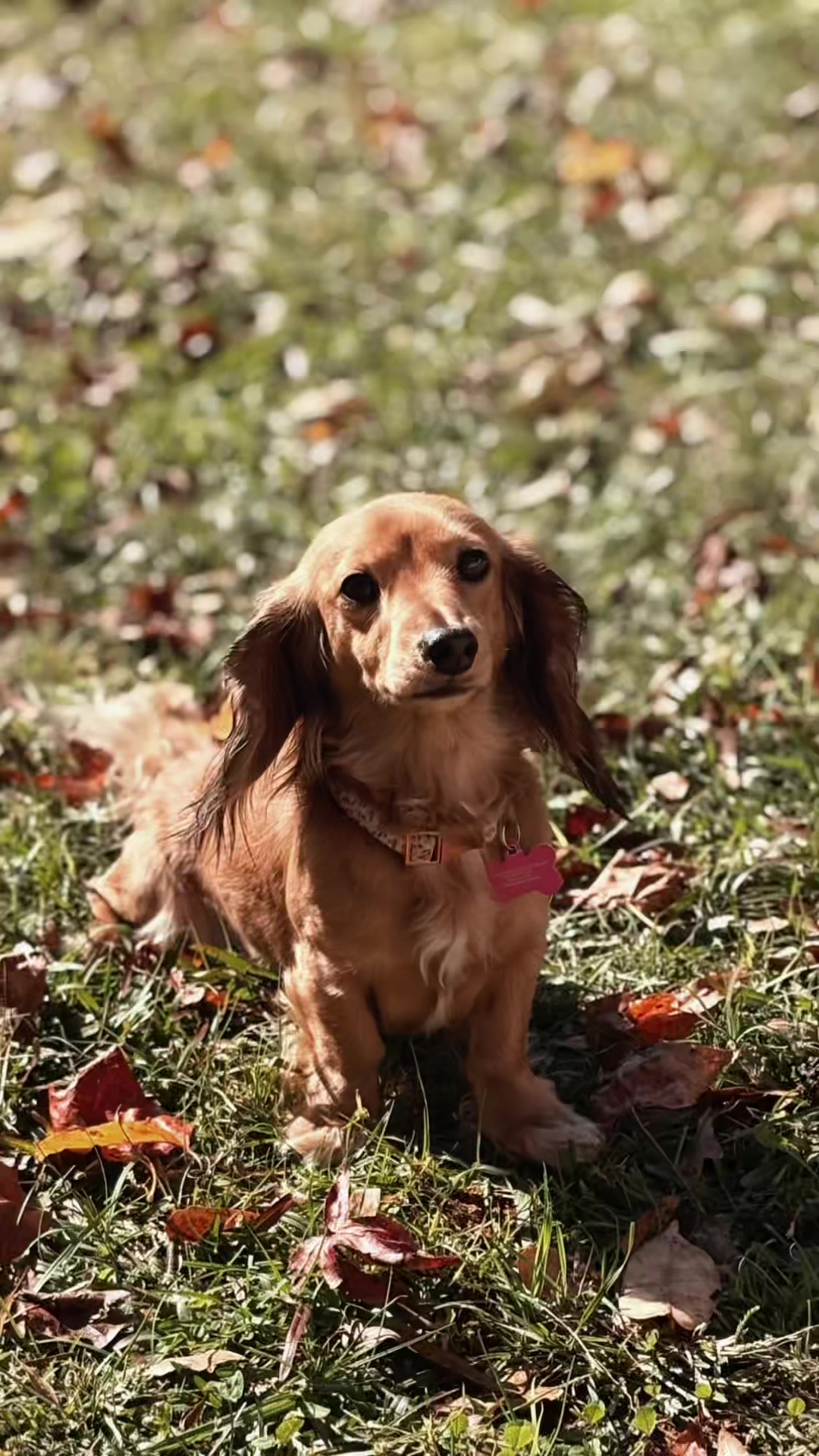 @Cricket Bug The Weenie