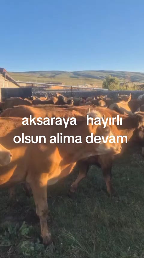 @tekin75aras2
