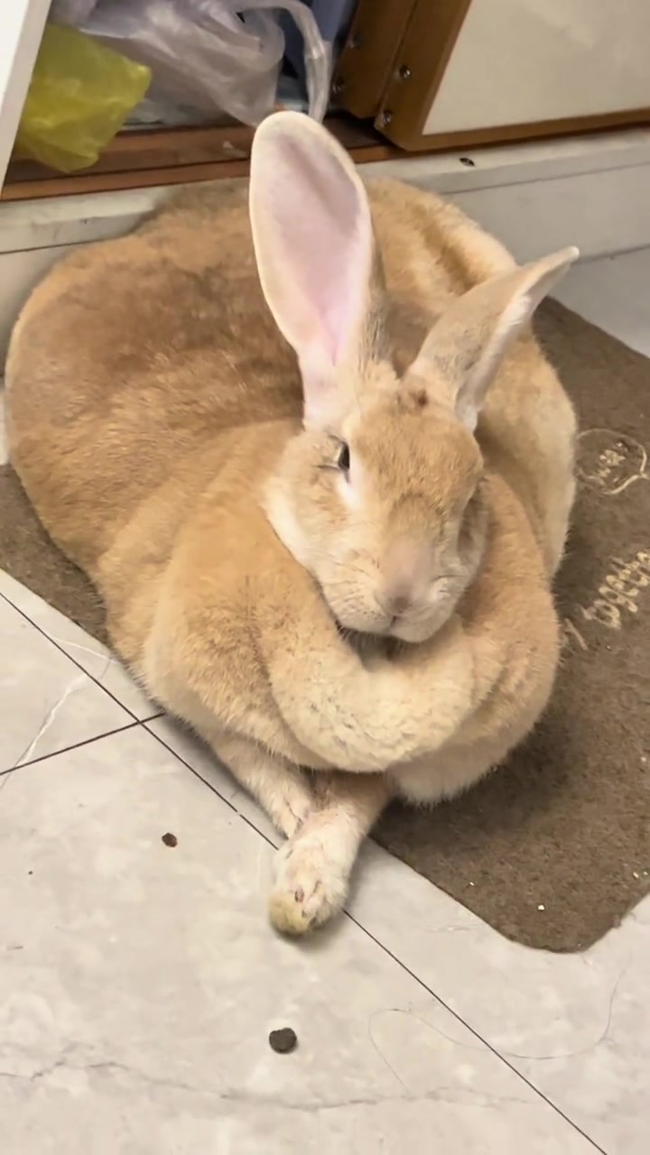 @RabbitNow19