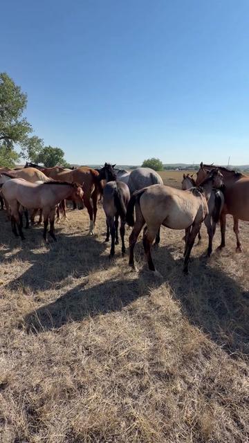 @TSQuarterHorses