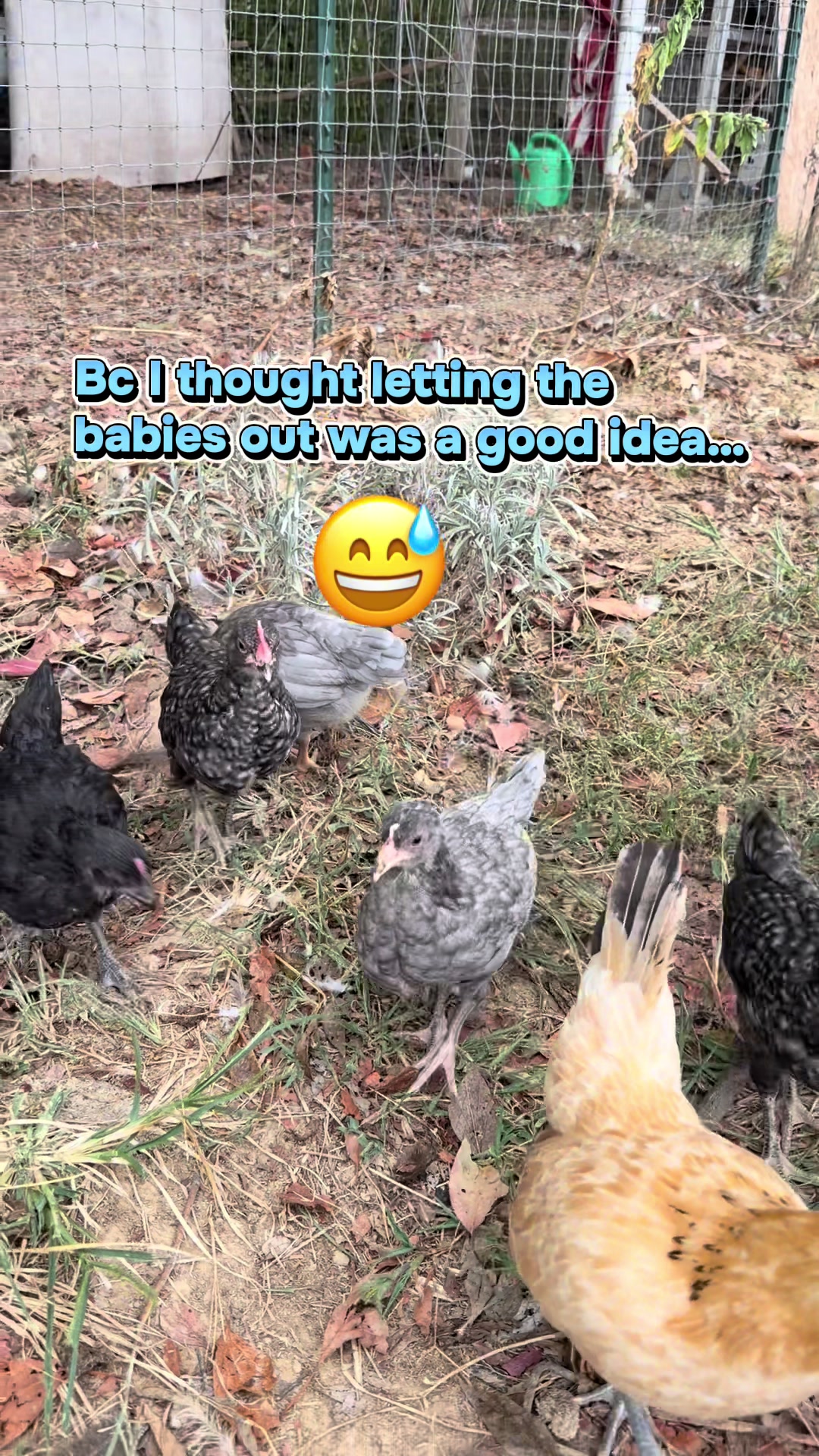 @chickchickmomma4