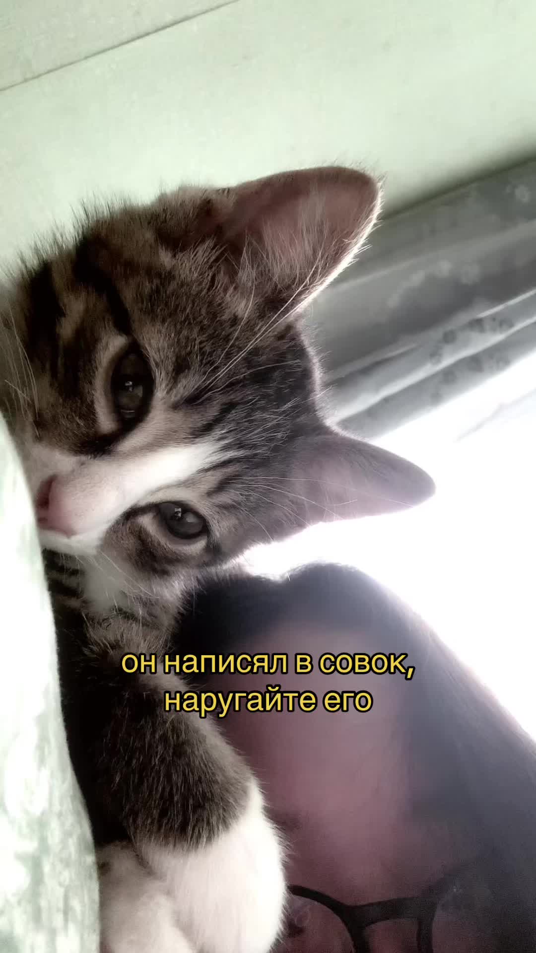 @pypeny