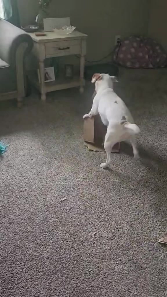 @Sproutie 🐶
