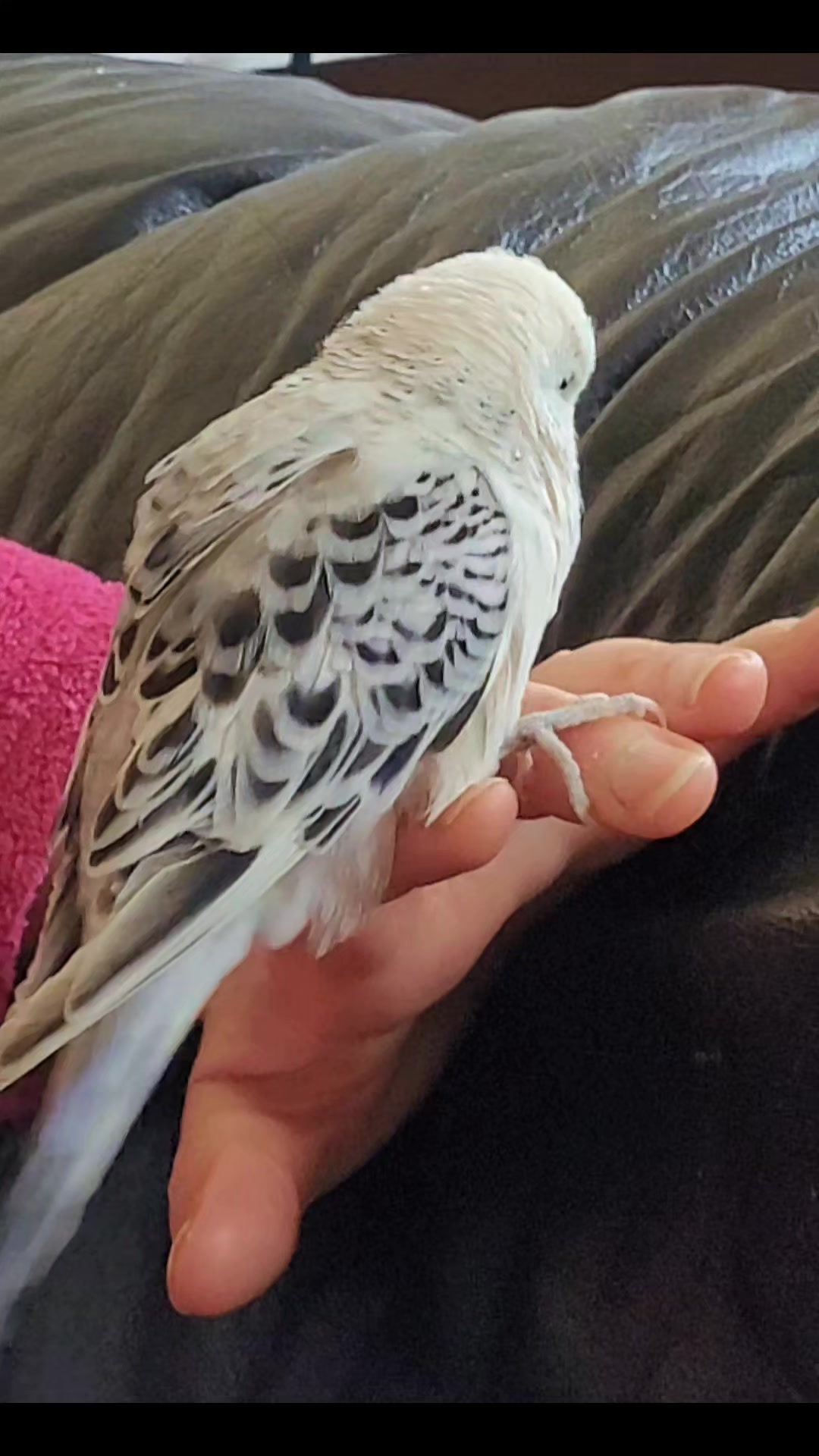 @Taha the Budgie